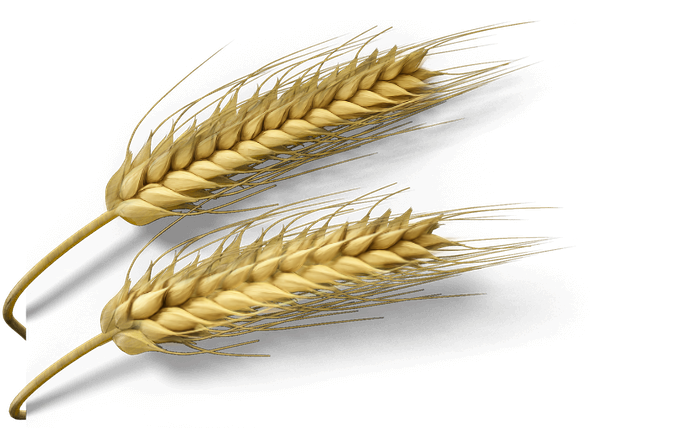 Spighe di grano per alimenti senza glutine